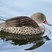 Cape Teal